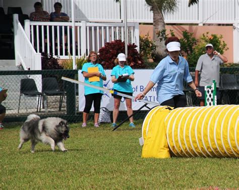 Photos: Dog Agility Competition At Ag Show - Bernews