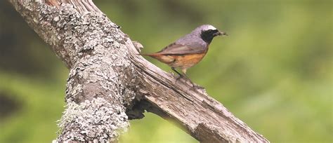 New Forest wildlife tour - Oriole Birding