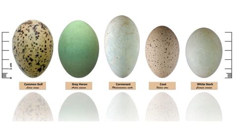 Bird Eggs: The Engineering Miracle Of The Shell & Yolk