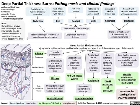 Deep Partial Thickness Burns: Pathogenesis and Clinical Findings ...