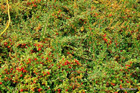 Cotoneaster dammeri Coral Beauty - The Site Gardener