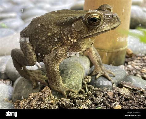 Asian toad is the natural predators of beetles, flies, ants and other ...