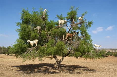 The poop of these Moroccan tree goats produces pricey argan oil - CBS News