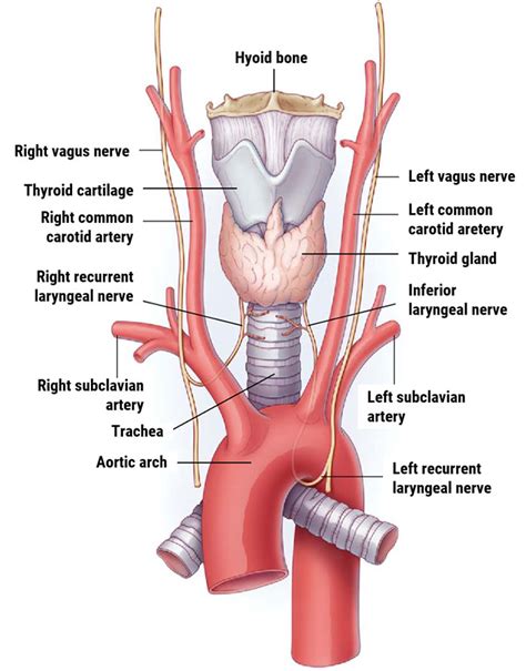 CT Imaging Guide: The Larynx | Medical Professionals