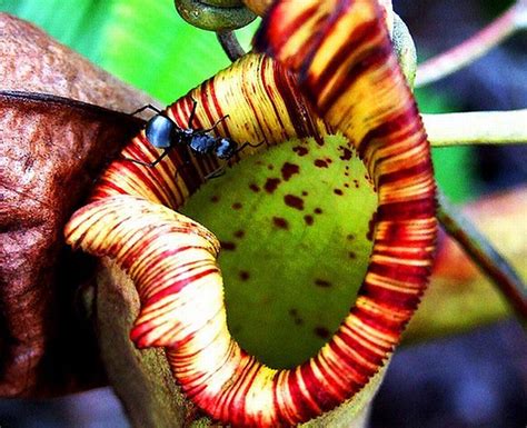 New plant discovered in the Philippines is a giant rat-eating plant ...