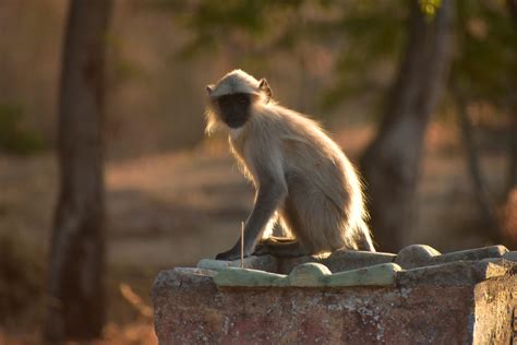 A grey langur - PixaHive