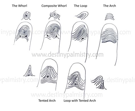 Ulnar Loop Vs Radial Loop Fingerprint