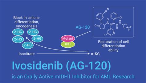 Ivosidenib (AG-120) is an Orally Active mIDH1 Inhibitor for AML ...