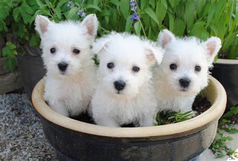 West Highland White Terrier Puppies For Sale | Kentucky 227, KY #197830