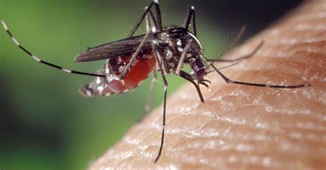 81 cases of mosquito virus now tallied in Florida