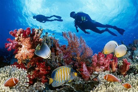 The Best Places Around the World to Scuba Dive | Great barrier reef, Scuba diving, Phú quốc island