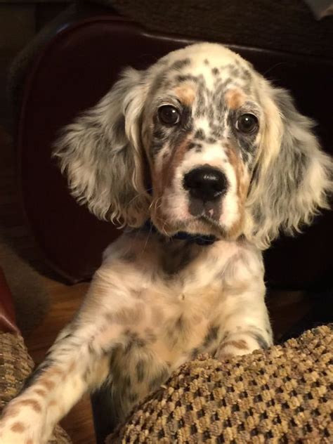 Our friends English setter puppy 2 months. | English setter puppies, Setter puppies, English ...