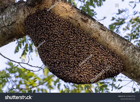 Very Big Honeycomb On Branch Big Stock Photo 2236037531 | Shutterstock