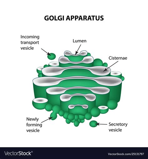 Golgi Apparatus Labeled Diagram