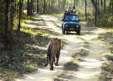 Manas National Park: A Handy Guide For Travelers To Visit In 2023