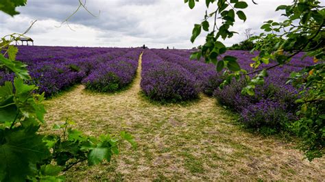 Mayfield Lavender Farm - Empnefsys & Travel