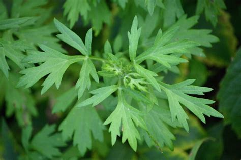 Mugwort Extract 20:1 (Artemisia vulgaris) – Natural Alchemy