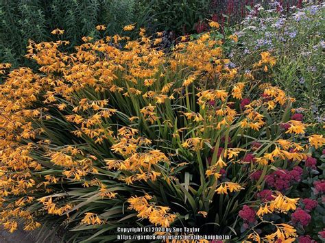 Crocosmias: Plant Care and Collection of Varieties - Garden.org