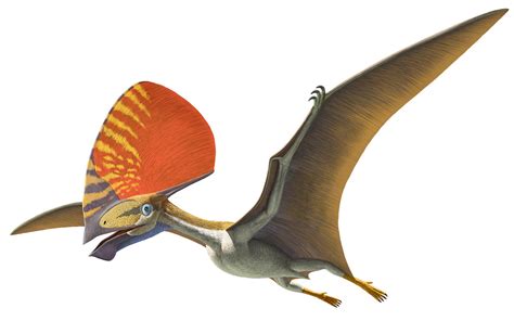 Pterosaurs Flight In The Age Of Dinosaurs Exhibition | AMNH