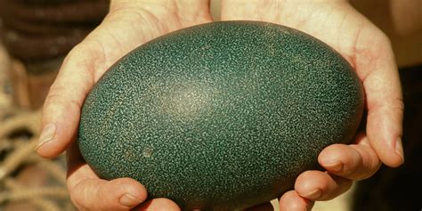 Emu Eggs Are Crazy-Looking And They Might Be The Next Big Thing | HuffPost