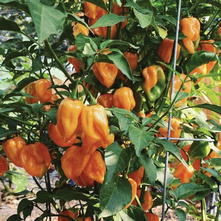 Orange Habanero, Pepper Seeds | Urban Farmer