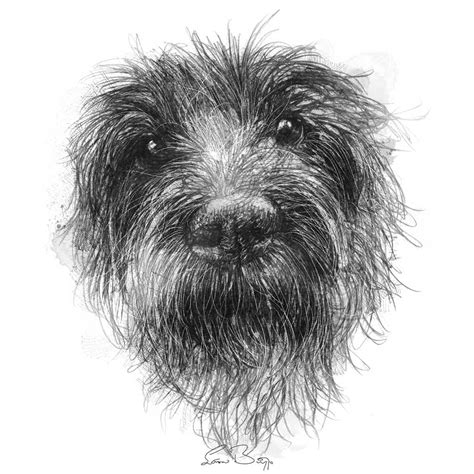 Fluffy dog sketch | SeanBriggs