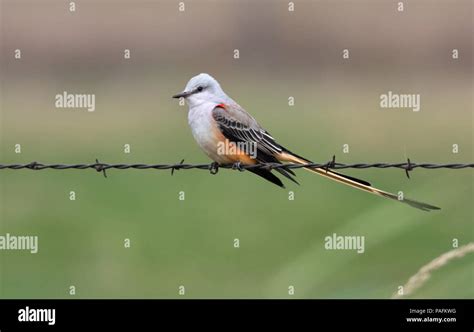 Scissor tailed bird hi-res stock photography and images - Alamy