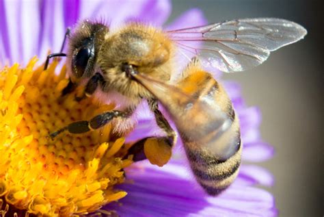 Bee pollination a race between native and European honey bees while researchers watch on ...