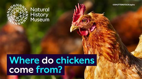 Where do chickens come from? | Surprising Science - YouTube