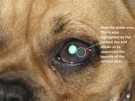 Corneal Ulcer - Dog - Northwest PA Pet Emergency Center 429 West 38th Street, Erie, PA 16508 ...