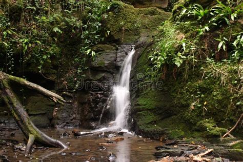 Woodland Waterfall stock photo. Image of woodland, cascade - 1113550