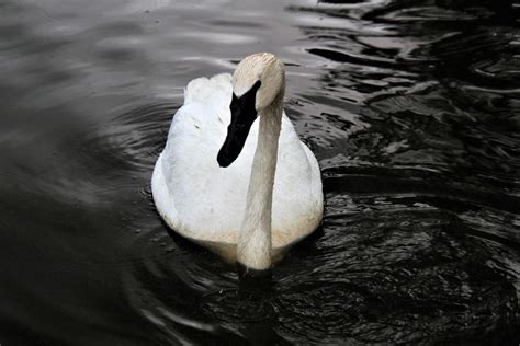 A view of a Trumpeter Swan 8735165 Stock Photo at Vecteezy