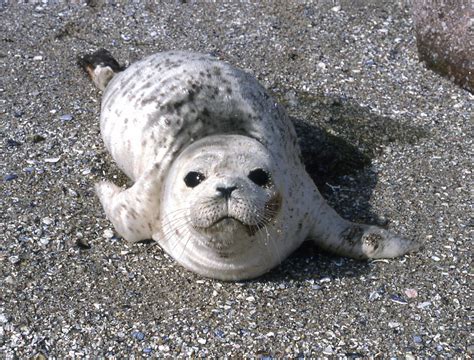 Rescued Baby Seal Rehabilitating at Vancouver Aquarium