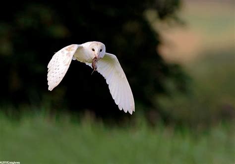 Barn Owl With Prey | Barn owl, Wildlife prints, Prey