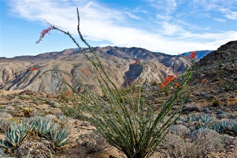 Even Sonoran Desert Plants Aren’t Immune To Climate Change - Natural ...