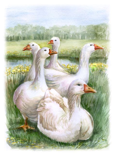 141 best Watercolor Ducks images on Pinterest