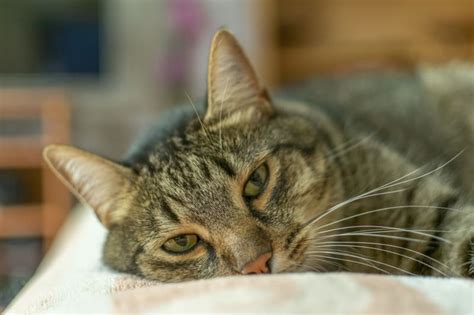 Symptoms of Cat Poisoning | Somerset County Emergency Vet