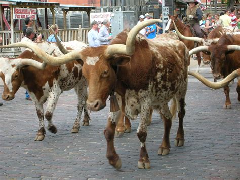 Fort Worth herd daily cattle drive at the stockyards | Cattle drive ...