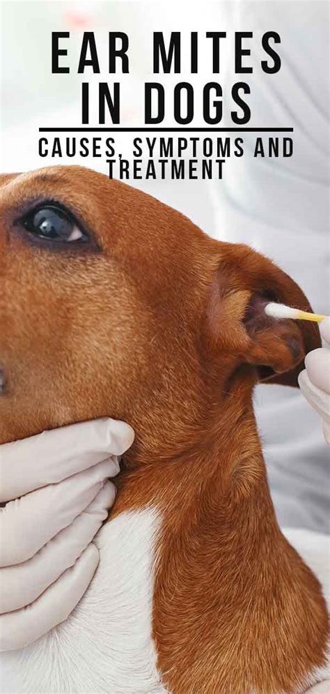 Can Ear Mites Cause Hematoma In Dog