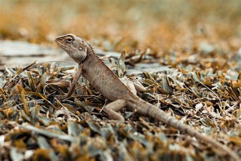 Close Photo of White and Black Lizard on Branch · Free Stock Photo