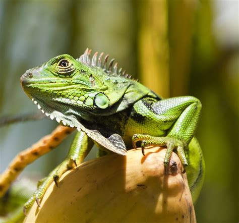 Green Iguana (Iguana iguana) - The Lazy Naturalist - Sarasota, Florida