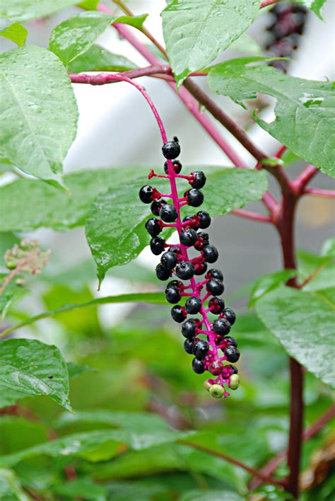 Pokeweed (Plants of Overton Park's Old Forest, Memphis, TN ...