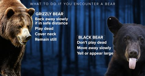 Explainer: Know the difference between grizzly and black bears