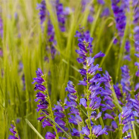 50 PENSTEMON Rocky Mountain BLUE PURPLE Perennial Wild Flower - Etsy