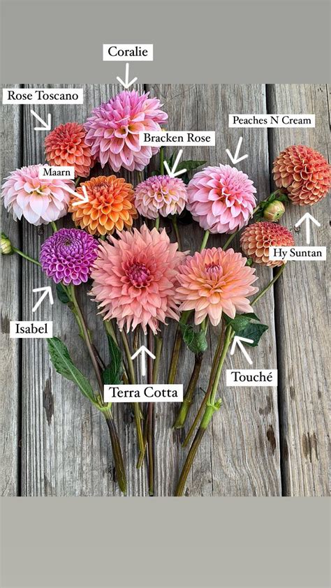 Love this color palette! : r/dahlias