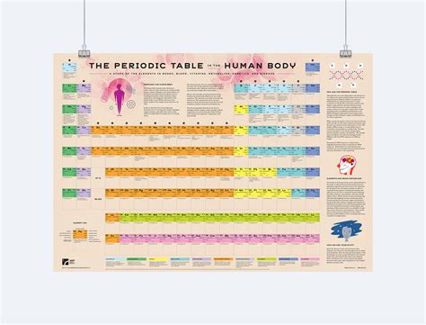 Periodic Table in the Human Body on Behance