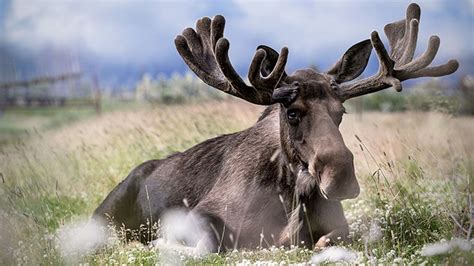 Alaska Wildlife - Alaska Animals & Marine Life - Princess Cruises