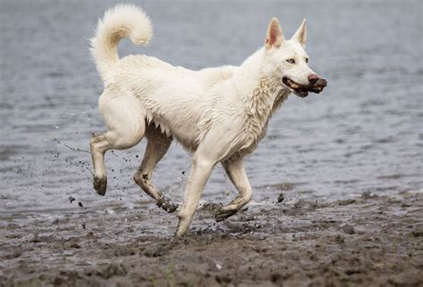 Samoyed & Husky Mix Dog Breed Info: Pictures, Facts & Traits | Hepper