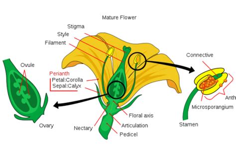 What is the Difference Between Stamen and Pistil - Pediaa.Com