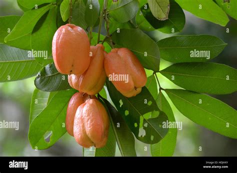 Ackee fruit tree hi-res stock photography and images - Alamy